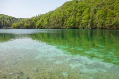 Plitvice Lakes Ulusal Parkı 'ndaki muhteşem yeşil göl. Hırvatistan 'da şelale, göl ve flora.