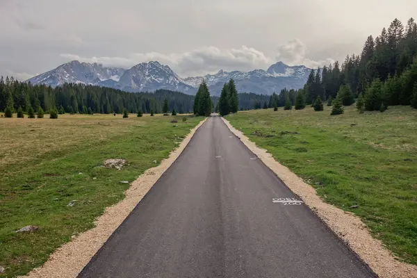 Karadağ 'ın Zabljak kentindeki çam ormanlarını geçiyor. Arkaplan olarak Durmitor Dağı aralığı.