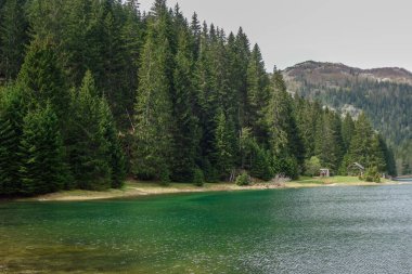 Karadağ 'ın Zabljak kentindeki Durmitor Milli Parkı' nda çam ormanlarıyla çevrili Kara Göl.