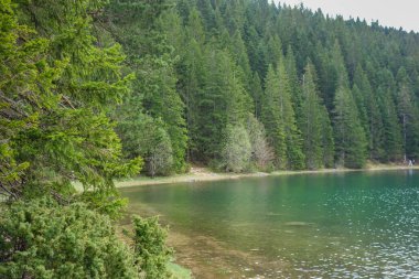 Karadağ 'ın Zabljak kentindeki Durmitor Milli Parkı' nda çam ormanlarıyla çevrili Kara Göl.