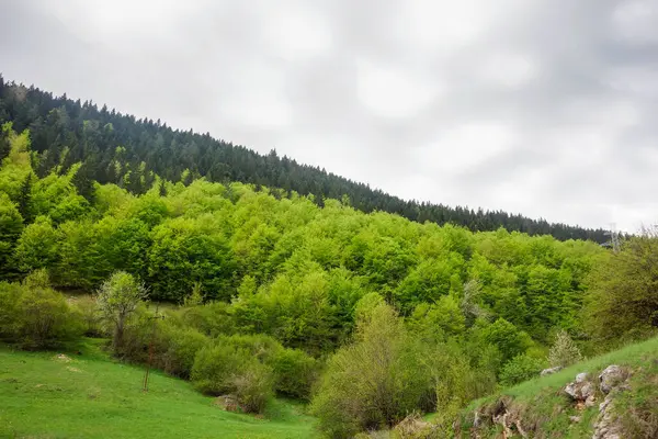 İlkbaharda yeşilin gölgeleri olan orman.
