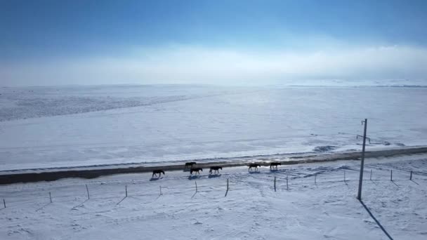 Konie Przechodzą Przez Pokryty Śniegiem Step Górach Wysokiej Jakości Materiał — Wideo stockowe