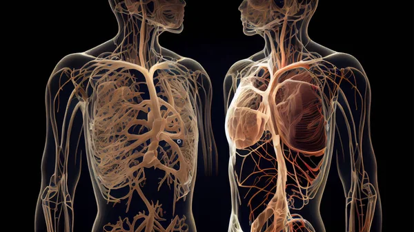 Human Respiratory System Anatomy For Medical Concept . High quality photo