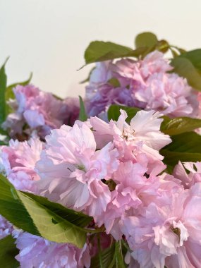 Double cherry blossoms on a spring day in South Korea