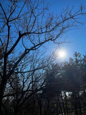 Blue sky sunset in the forest