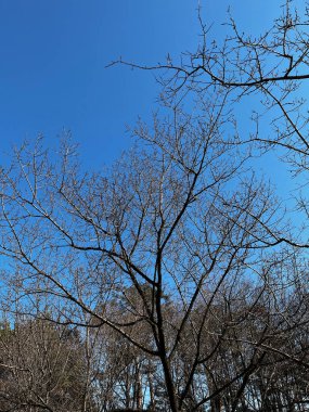 Mavi gökyüzü ile orman