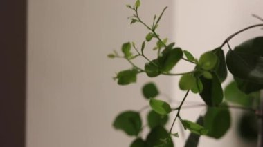 Sprouts are growing, The new green buds are appearing on the plant