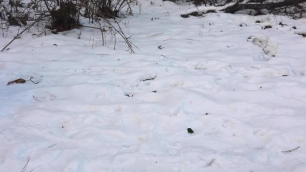Woman Walking Snow Winter — Vídeo de stock