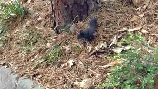 森の中の木に登るリス — ストック動画
