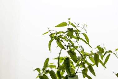 Fresh green leaves, green leaves appear
