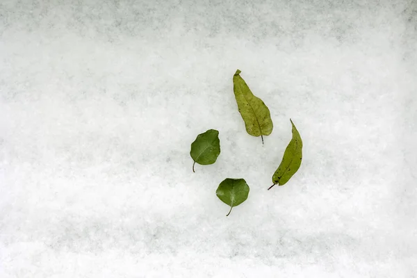 Snow covered the ground, green leaves on the snow