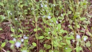 Güzel yabani çiçeklerin arasında yürüme bakışı bahar esintisinde sallanan güzel yabani çiçekler doğa yürüyüşü, doğanın güzelliği.