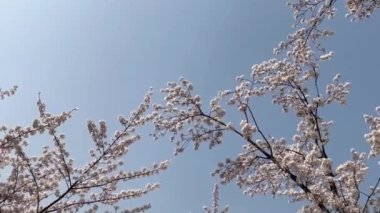 Bir bahar günü, mavi gökyüzü ve güzel kiraz çiçekleri, doğanın güzelliği.