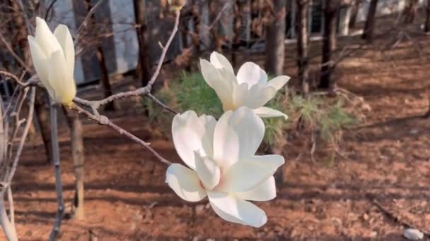 Magnolia Pięknym Rozkwicie Piękno Natury Spacer Przyrodzie — Wideo stockowe