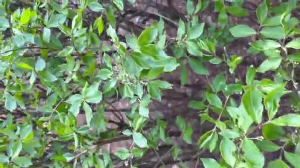 在大自然中漫步 在绿色的灌木丛中漫步的目光 大自然的美丽 — 图库视频影像