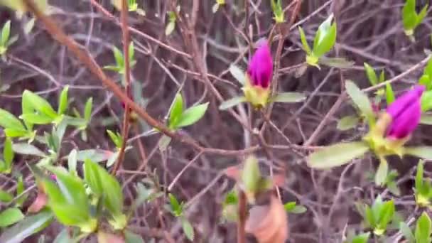 Olhar Caminhar Entre Belas Flores Roxas Dar Passeio Natureza Beleza — Vídeo de Stock