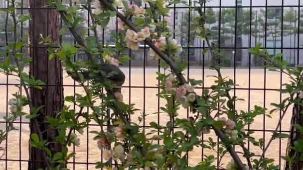 甘い花から蜂蜜を食べる木の上の茶色の耳のブルブルと呼ばれる鳥 自然の美しさ — ストック動画