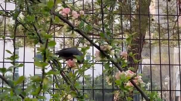 甘い花から蜂蜜を食べる木の上の茶色の耳のブルブルと呼ばれる鳥 自然の美しさ — ストック動画