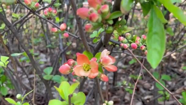 Ett Träd Med Rosa Knoppar Och Blommor Naturens Skönhet Vårdag — Stockvideo