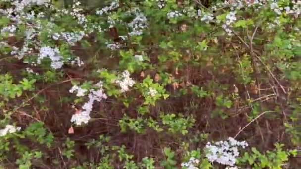 美しい白い花々の間を歩く視線 自然の中を歩くこと 自然の美しさ — ストック動画