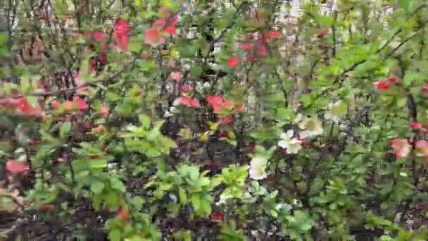 Погляд Прогулянки Серед Красивих Рожевих Квітів Прогулянки Природі Краса Природи — стокове відео