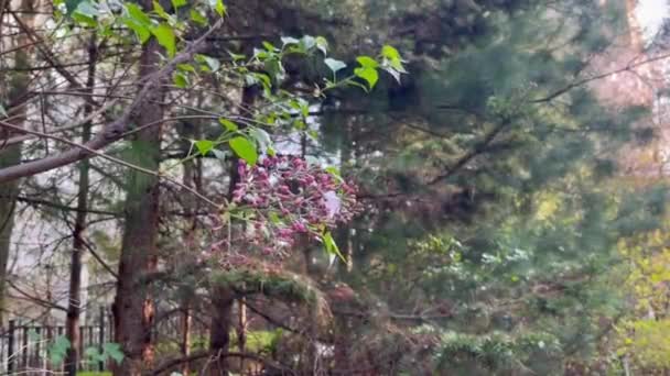 Lindas Flores Roxas Balançando Brisa Primavera Dia Primavera Beleza Natureza — Vídeo de Stock