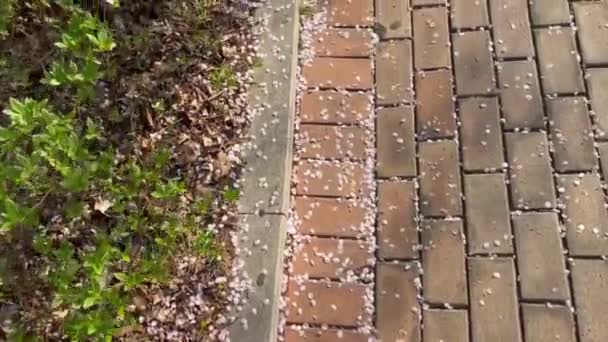 Einem Frühlingstag Flattern Kirschblütenblätter Auf Der Straße Spaziergänge Der Natur — Stockvideo