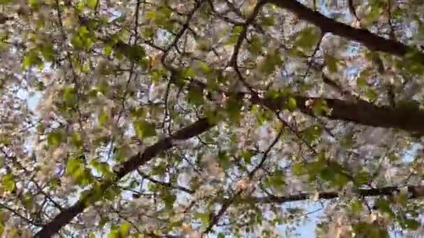 Pewnego Wiosennego Dnia Błękitne Niebo Piękne Kwiaty Wiśni Pełnym Rozkwicie — Wideo stockowe