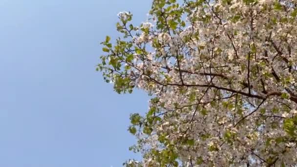 Día Primavera Cielo Azul Las Hermosas Flores Cerezo Plena Floración — Vídeos de Stock