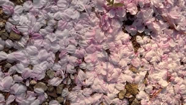 地面には桜の花びらが積み上げられ その上を歩くアリ 自然の美しさ — ストック動画