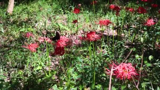 Kelebeklerin Çiçek Açtığı Huzurlu Peri Masalı Bir Orman Sahnesi Lycoris — Stok video