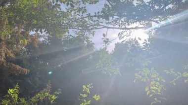 Parlak güneş ışığıyla ferahlatıcı bir orman sahnesi