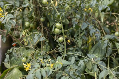 Domates meyvelerinin yetiştiği bir çiftlik sahnesi