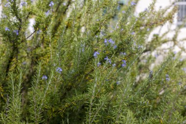 Biberiye ve çiçeklerle dolu bir bahçe.