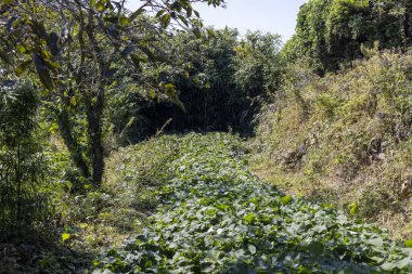 Yeşillik mahsulleri olan bir çiftliğin manzarası
