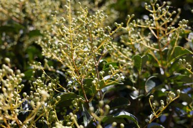 Meyveli bitkilerle huzurlu bir orman manzarası.