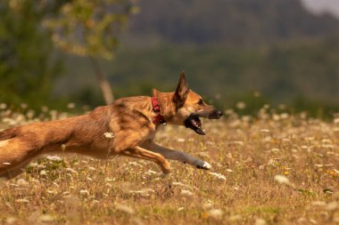 malinois mix playing and running in the meadow in springtime