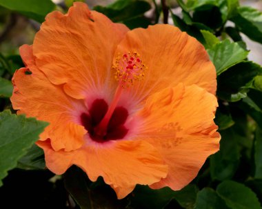 poppy hibiscus orange blooming