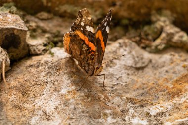 Göl kenarındaki bitkilerin üzerindeki küçük sinekler.