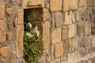 Göl kenarındaki bitkilerin üzerindeki küçük sinekler.