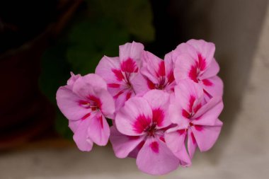 Göl kenarındaki bitkilerin üzerindeki küçük sinekler.