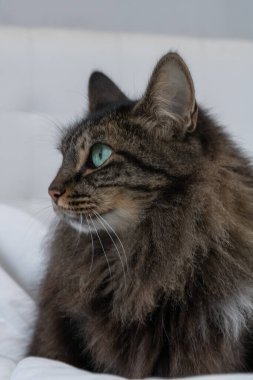 Ön plan dikey fotoğraf, kedi, kadın, uzun koyu renk saçlı, yeşil gözlü. Beyaz bir yatakta.