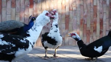 Yatay video bu ilgi çekici video sohbetin ortasında ilginç bir tuğla duvar arkaplanına dayanan ve dinamik etkileşimlerine bir bakış sağlayan üç ördek içeriyor. Hayvanlar kavramı.