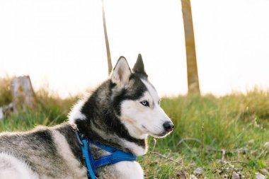 Horizontal photo a Siberian Husky rests in a field, its alert blue eyes capturing the soft glow of the setting sun during the golden hour. Animals concept. clipart