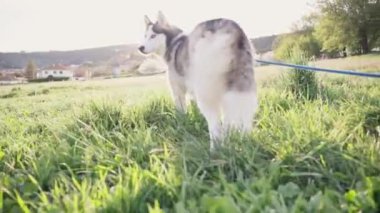 Sibirya Husky 'sinin canlı yeşil bir alanda altın saatin sıcaklığından zevk alıp köpeğin sakin tavrını gösteren yatay videosu. Hayvanlar kavramı.