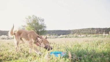 Bir köpeğin ustaca yakaladığı frizbiyi gösteren yatay video, güneşli bir alanın altın parıltısında, hem de ağır çekimde. Hayvanlar kavramı.