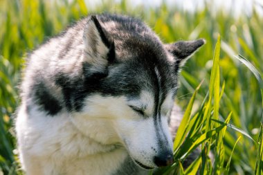 Yatay fotoğraf, güneşli bir günde yeşil çimlerin yumuşak dokunuşunun tadını çıkarırken Sibirya Husky 'sinin gözlerini kapadığı sakin bir an. Hayvanlar kavramı.