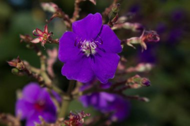 Bahçedeki güzel çiçekler