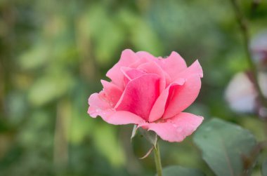 beautiful rose flower in a green background, close up view