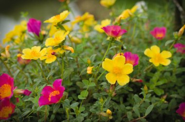 Bahçedeki güzel çiçekler